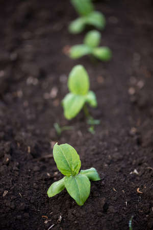 sprouting sunflower in early spring garden - selective focus, copy space