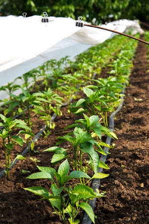greenhouse with pepper plant and drip irrigation - selective focus