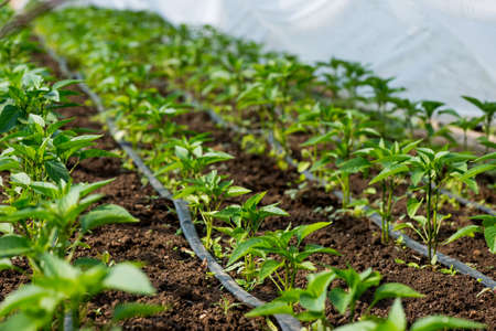 greenhouse with pepper plant and drip irrigation - selective focusの写真素材
