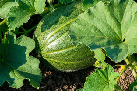 organic melon plant on the field - selective focus, copy spaceの写真素材