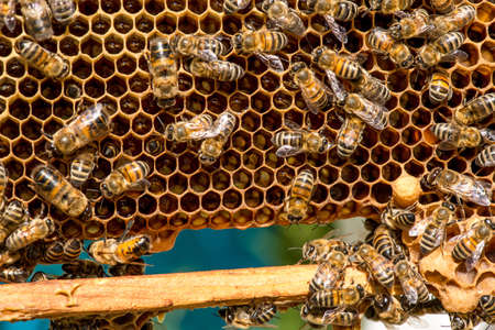 closeup of bees on honeycomb in apiary - selective focus, copy spaceの写真素材