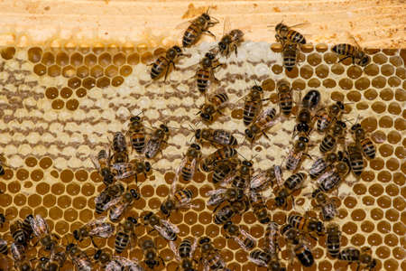 closeup of bees on honeycomb in apiary - selective focus, copy space