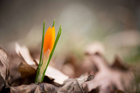 Sprouting crocus in spring garden - elective focus, copy spaceの写真素材