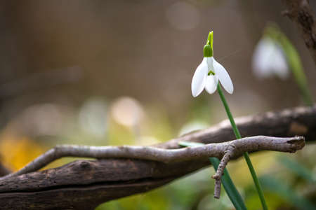Spring snowdrop flowers blooming in sunny day - selective focus, copy spaceの写真素材
