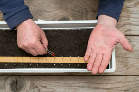 Farmer`s  hand holding tweezers precisely planting seeds for pepper seedlings - selective focusの写真素材
