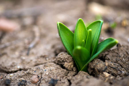 Sprouted hyacinth in early spring garden - selective focus, copy spaceの写真素材