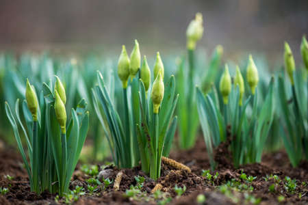 Sprouted spring flowers daffodils in early spring garden - selective focus, copy spaceの写真素材