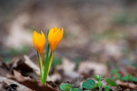 Sprouting crocus in spring garden - elective focus, copy spaceの写真素材