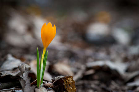 Sprouting crocus in spring garden - elective focus, copy spaceの写真素材