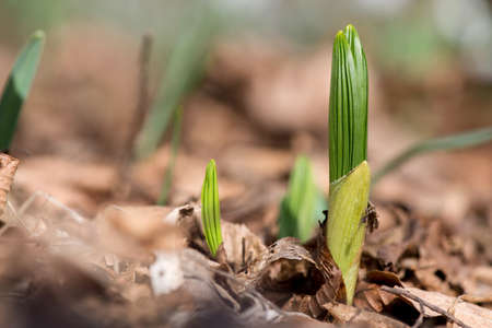 Sprouting young spring plant in the woods - selective focus, copy spaceの写真素材