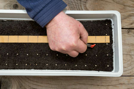 Farmer`s  hand holding tweezers precisely planting seeds for pepper seedlings - selective focusの写真素材