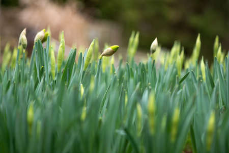 Sprouted spring flowers daffodils in early spring garden - selective focus, copy spaceの写真素材
