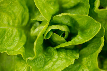 Fresh lettuce in early spring garden - selective focus