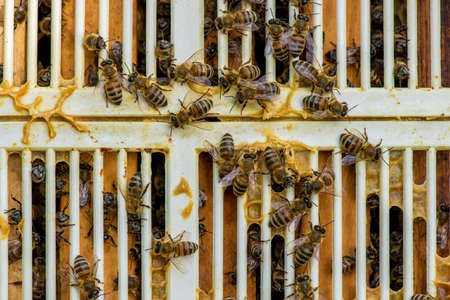 close up of bees on honeycomb in apiary and a queen excluder grille - selective focus, copy space