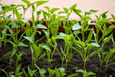 eggplant seedlings growing in a greenhouse - selective focus, copy space
