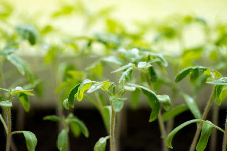 tomato seedlings growing in a greenhouse - selective focus, copy spaceの写真素材