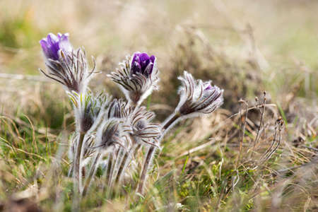 Spring flowers wild Pulsatilla pratensis - selective focus, copy space