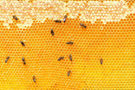 close up of bees on honeycomb in apiary - selective focus, copy space