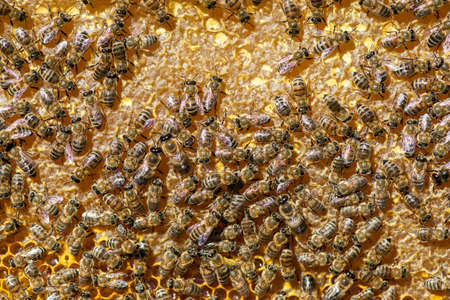 close up of bees on honeycomb in apiary - selective focus, copy space