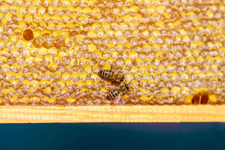 close up of bees on honeycomb in apiary - selective focus, copy spaceの写真素材