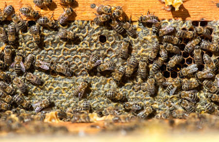 close up of bees on honeycomb in apiary - selective focus, copy space