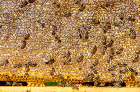 close up of bees on honeycomb in apiary - selective focus, copy spaceの写真素材