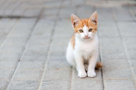 little kitty sitting on a pavement looking aheadの写真素材