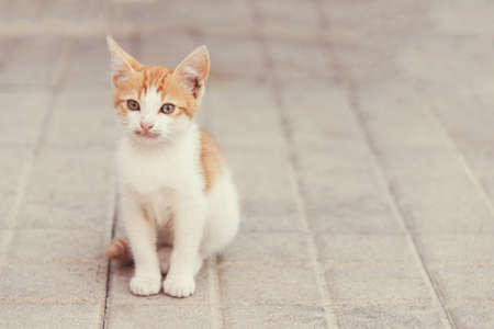 little kitty sitting on a pavement looking aheadの写真素材