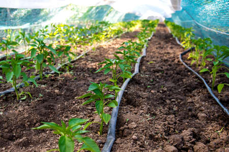 Rows of young pepper plants and drip irrigation in the garden - selective focus, copy spaceの写真素材