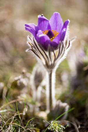Spring flowers wild Pulsatilla pratensis - selective focus, copy spaceの写真素材