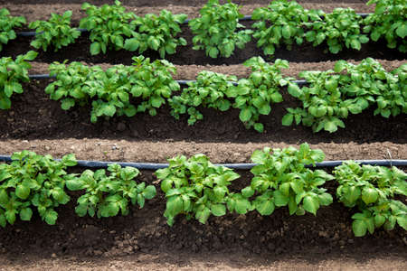 Rows of young potatoes plants and drip irrigation in the garden - selective focus, copy spaceの写真素材