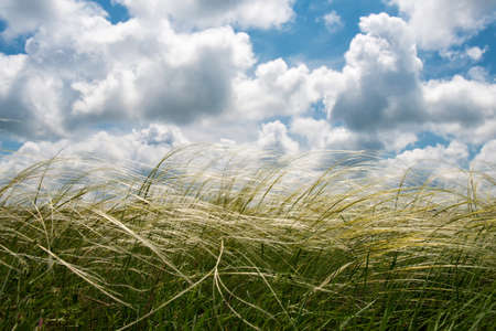 Spring or summer landscape, blue sky with clouds and green grass shaken by the wind - space for textの写真素材
