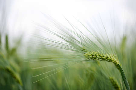 Barley grain is used for flour, barley bread, barley beer, some whiskeys, some vodkas, and animal...