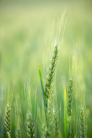 Barley grain is used for flour, barley bread, barley beer, some whiskeys, some vodkas, and animal fodder. Vertical orientationの写真素材