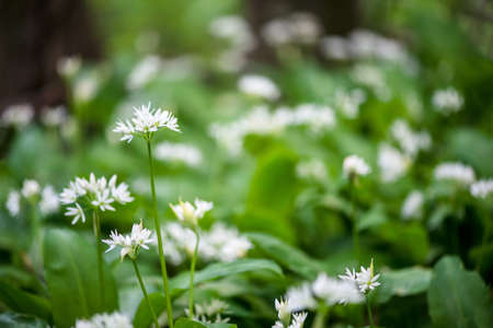 Flowering ramson, Allium ursinum. Blooming wild garlic plants in the woodland  in spring - selective focusの写真素材