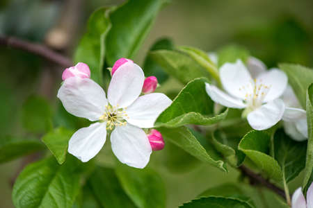 Spring blossom: branch of a blossoming apple tree on garden background - selective focus, space for...