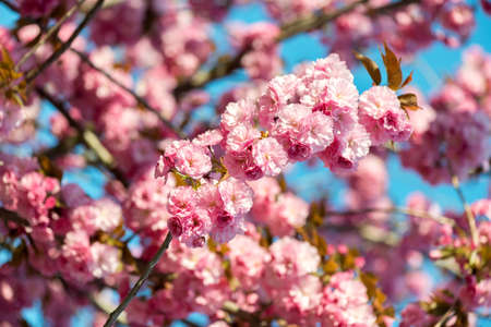 Beautiful cherry blossom , pink sakura flower on nature background - selective focus
