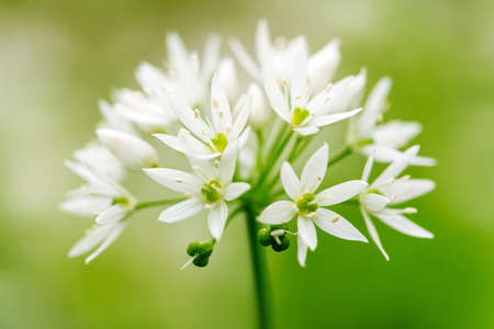 Flowering ramson, Allium ursinum. Blooming wild garlic plants in the woodland  in spring - selective...
