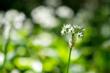 Flowering ramson, Allium ursinum. Blooming wild garlic plants in the woodland  in spring - selective...