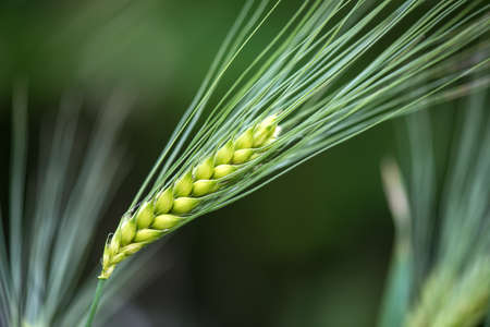 Barley grain is used for flour, barley bread, barley beer, some whiskeys, some vodkas, and animal...