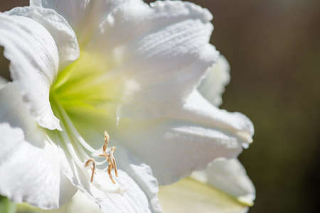 Beautiful cluster of white amaryllis blooms veined with green. Closeup macro with wonderful details and textures - selective focusの写真素材