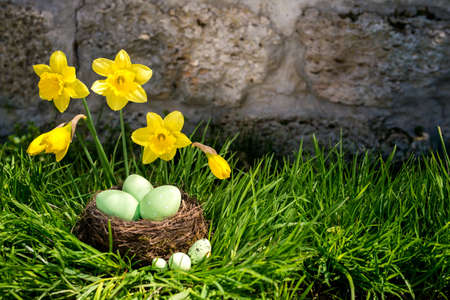 Easter background with blooming daffodils and  eggs in a nest over fresh green grass against stone...