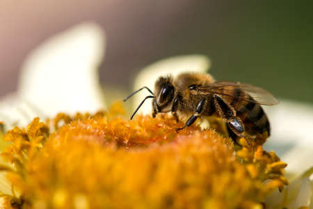 Extremely close up of a bee collecting pollen in a flowering spring garden - selective focus, space...