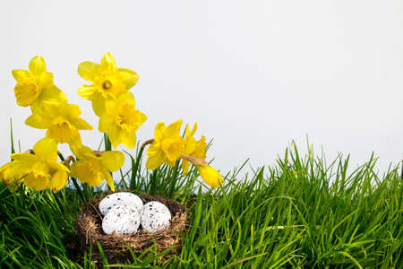 Easter background with blooming daffodils and spotted eggs in a nest over fresh green grass isolated...