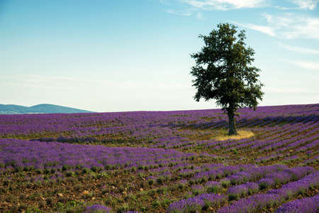 Lavender flower blooming scented fields in endless rows - selective focus, space for textの写真素材