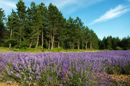 Lavender flower blooming scented fields in endless rows - selective focus, space for textの写真素材