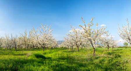 Panoramic view - Rows of beautifully blossoming in white cherry trees on a green lawn in springの写真素材