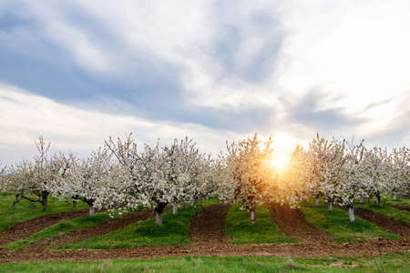 Rows of beautifully blossoming in white cherry trees on a green lawn in spring