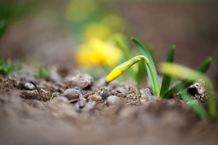 Blooming spring flowers daffodils in early spring garden - selective focus, copy spaceの写真素材