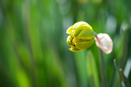 Blooming spring flowers daffodils in early spring garden - selective focus, copy space